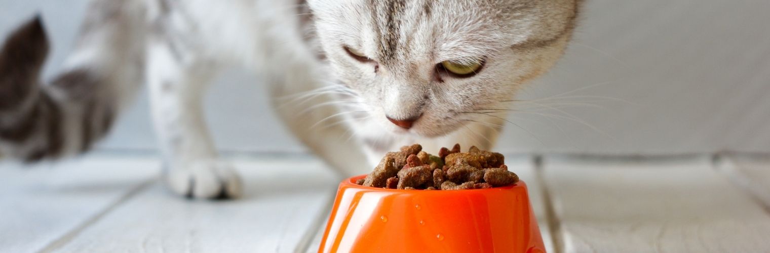Deniz Lezzetiyle Sağlıklı Kedi Beslenmesi: Balıklı Kedi Mamaları