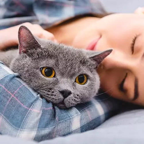 Kedi Mırlamasının İnsan Sağlığı Üzerinde Yarattığı 9 Mucizevi Etki