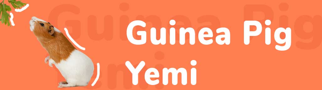 Guinea Pig Yemleri